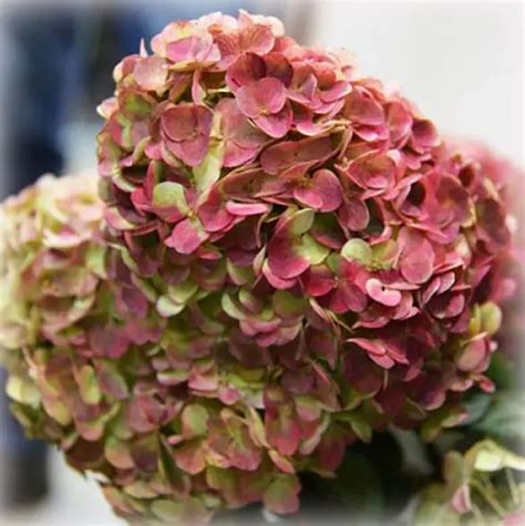 Гортензия граффити (Hydrangea Graffiti): описание и фото | блог ...