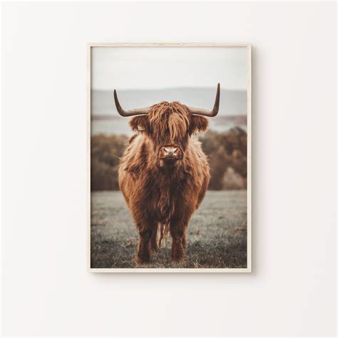 Highland Cow Wall Decor Highland Cow Poster Wall Decor Wildlife Photo