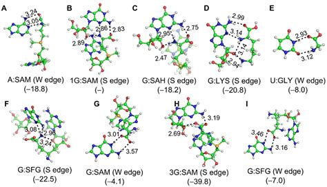 B3lyp6 31gdp Optimized Geometries And Mp2aug Cc Pvdz Interaction