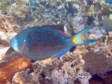 Sparisoma Viride Stoplight Parrotfish Snorkeling Report