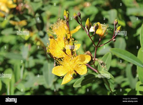 Toowoomba Carnival Of Flowers 2023 Stock Photo Alamy