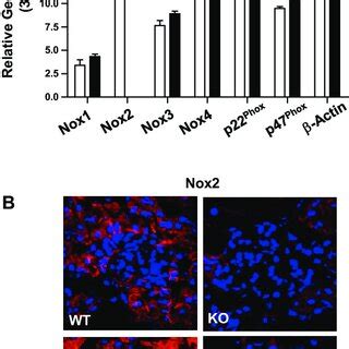 Expression Of Nadph Oxidase Nox Isoforms And Their Regulatory