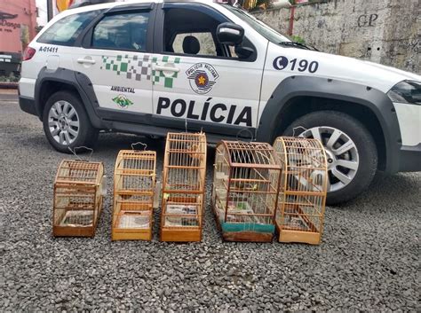 Suspeito De Manter P Ssaros Silvestres Em Cativeiro Recebe Multa De R