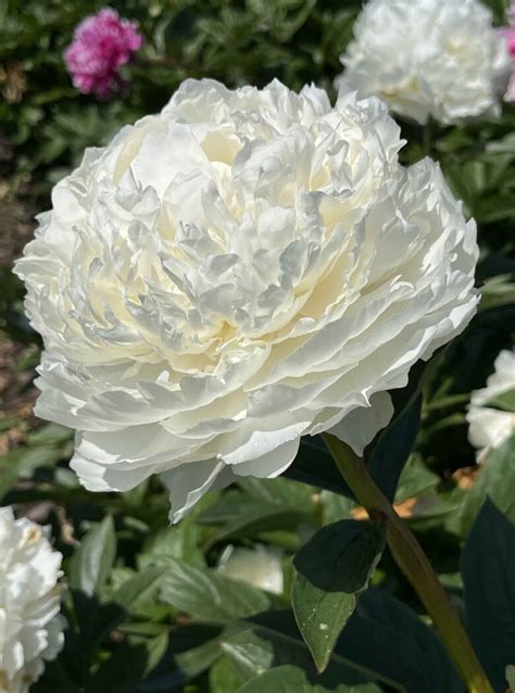 Paeonia ‘Perfect Princess’ - Strooper Dekker