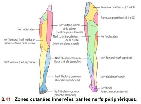 zones cutanées innervées par les nerfs périphériques Lower limb