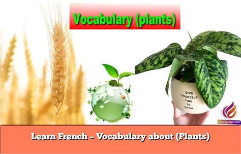 Learn French - Vocabulary about (Plants)