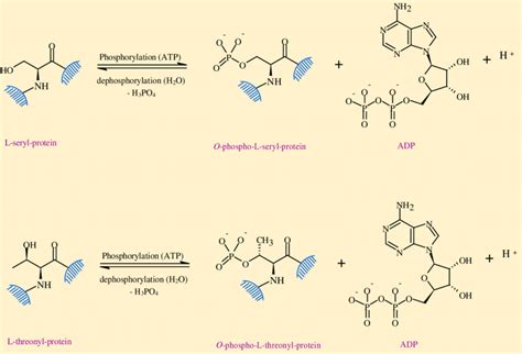 Serine Phosphorylation