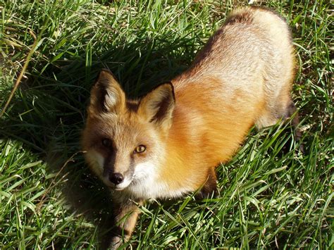 Hungry Fox Free Stock Photo Freeimages