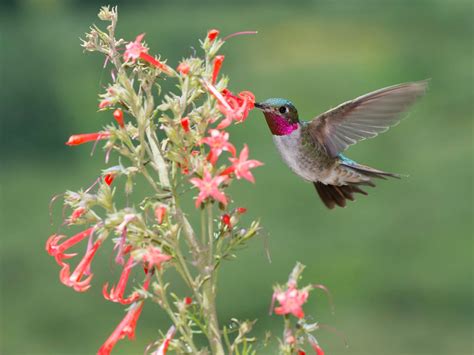 Hummingbird Migration in Colorado 2024 - Rove.me