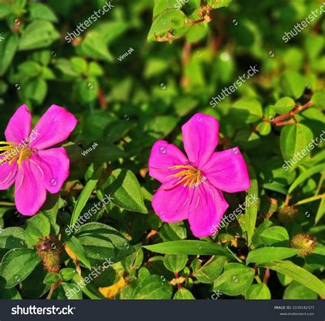 Melastoma Malabathricum Known Malabar Melastome Indian Stock Photo