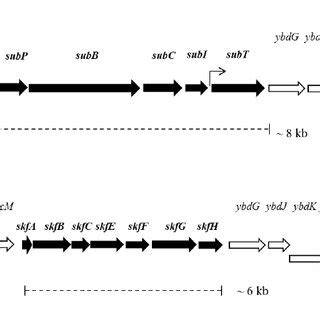 Structural Organisation Of The Putative Subtilomycin Biosynthetic