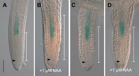 Spatial Expression Patterns Of PARF3 ARF3 GUS In PR And LR In The