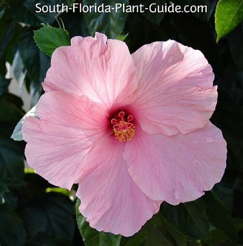 Hibiscus Tree