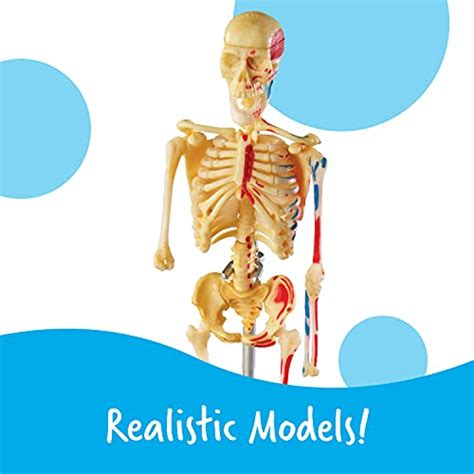 Learning Resources Anatomy Models Bundle Set - 4 STEM Anatomy Demonstration Tools, Ages 8 ...