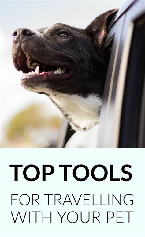The Latest Pet Travel Blog Articles Pbs Pet Travel