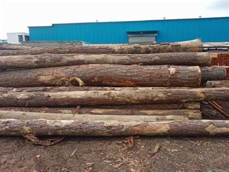 20 Ft Brown Round Pine Wood Logs 5 At Rs 550 Cubic Feet In Gandhidham