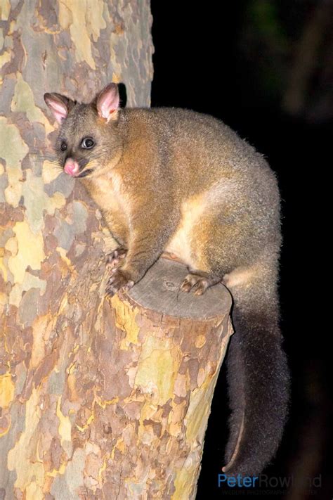 Common Brushtail Possum - Peter Rowland Photographer & Writer