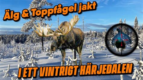 Älgjakt med Jämthund och Toppfågeljakt i Ett Snötäckt Härjedalen YouTube