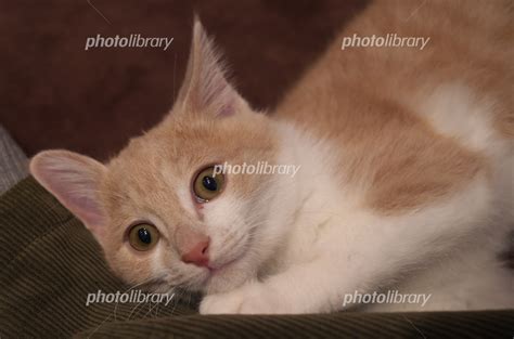 子ねこ 写真素材 6792124 フォトライブラリー Photolibrary