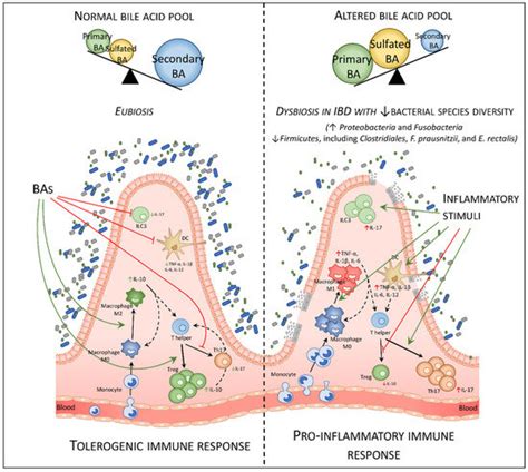 Cells Free Full Text Bile Acids Activated Receptors In Inflammatory