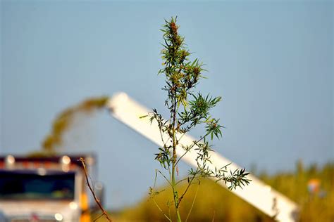 Hemp Tolling Sbih Processing