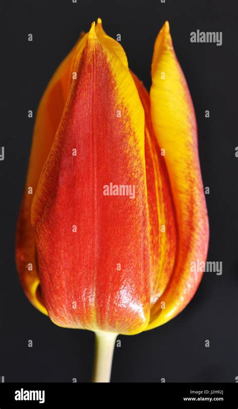 Orange And Yellow Tulip Stock Photo Alamy