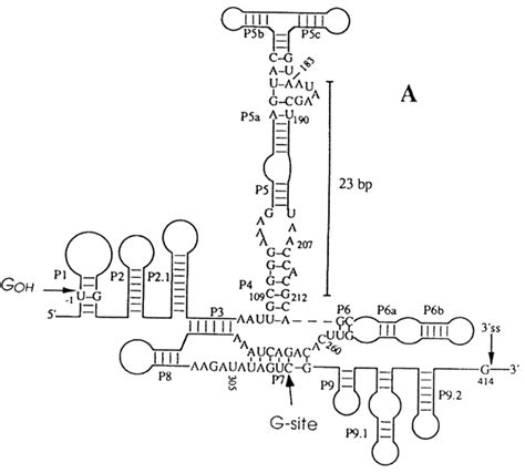 Tetrahymena Ribozyme