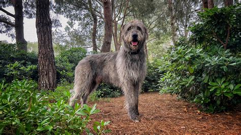 Exemplifying Irish Wolfhound Breed Standards — WESTOVER WOLFHOUNDS