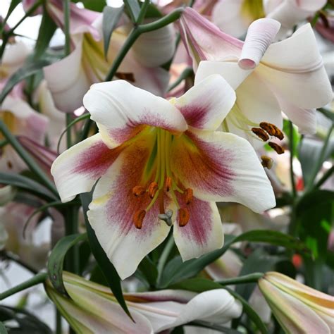 Lilium