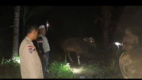 Dua Ekor Sapi Dicuri Dari Kandang Di Lotim Ditemukan Terikat Di Pohon