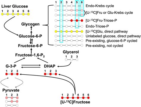 Schematic of glycogen synthesis from exogenous U ¹³C fructose