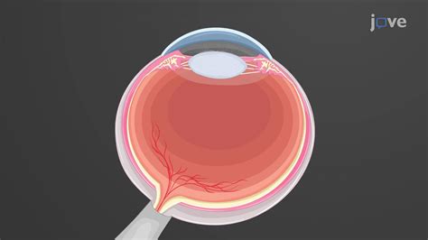 Isolating RPE And IPE Cells From Bovine Eye A Procedure To Harvest And