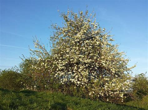 Poirier Sauvage Pyrus Communis Subsp Pyraster Plantation Utilisation