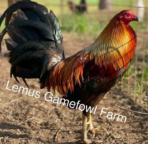 sweatermcrae   sale lemus gamefowl farm facebook