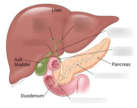 Biliary System Anatomy Diagram Quizlet