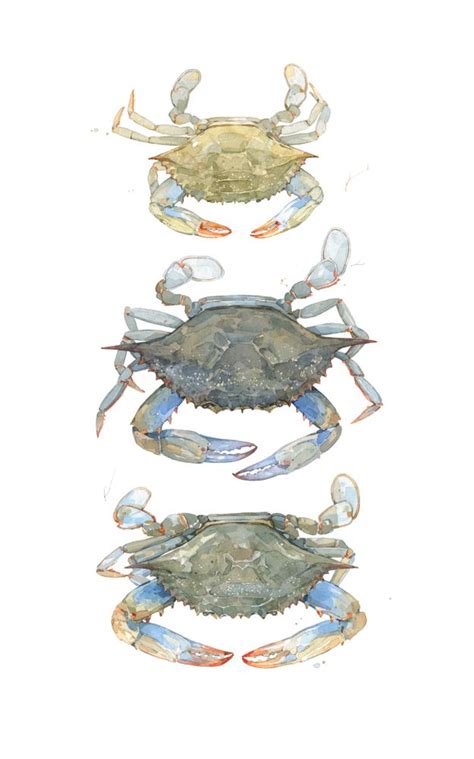 Blue Crabs Art Print By Studio Tuesday David Scheirer Blue Crab