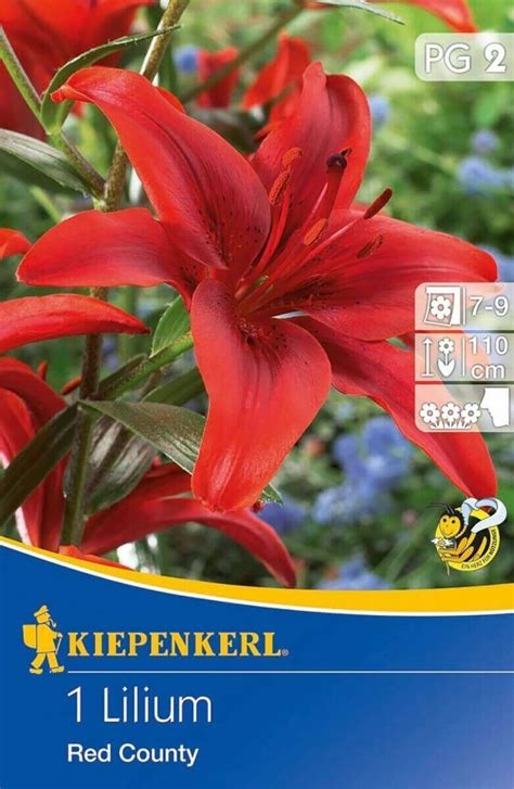 Kiepenkerl Lilium Red County liliom virághagyma 2 4000159733381