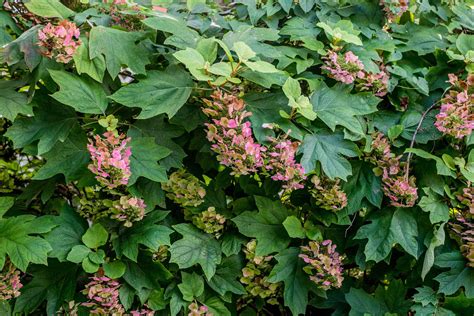 12 Colorful Shrubs For Year Round Color