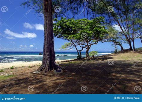 Trees By The Beach Stock Photo Image Of Shadow Marine 263116