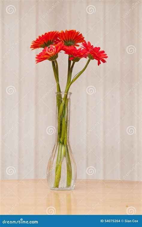 Red gerber daisies stock photo. Image of vase, floral - 54075264