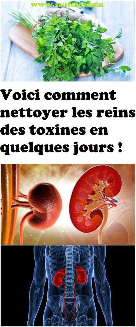 Voici Comment Nettoyer Les Reins Des Toxines En Quelques Jours