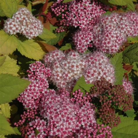 Double Play Big Bang Spirea Platt Hill Nursery