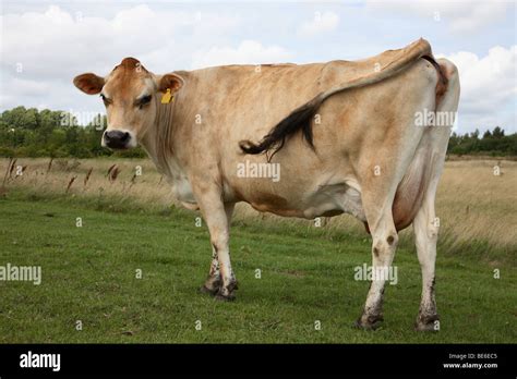 A Curious Jersey Cow Grazing On A Grass Field Looiing At You And