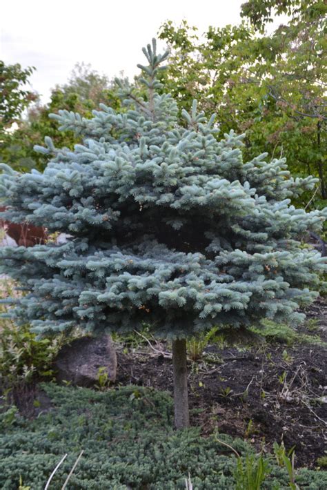 Blue Globe Spruce • Kiwi Nurseries Ltd