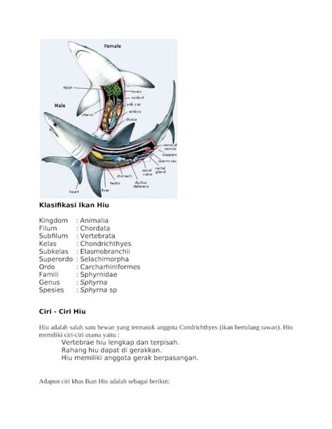 Doc Klasifikasi Ikan Hiu Dokumen Tips