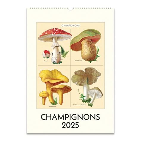 Mushrooms Poster 2025 Wall Calendar