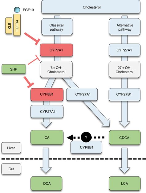 Regulatory Pathways Of Bile Acid Synthesis Primary Bile Acids Ba Are