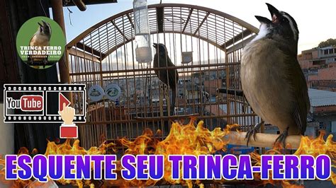 CHUVA ESQUENTE SEU TRINCA FERRO YouTube