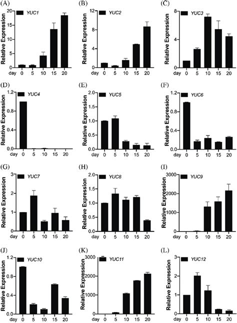 QRT PCR Analysis Of Transcript Levels Of OsYUCCA Genes During Grain