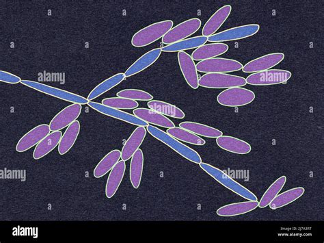 Candida kefyr hi-res stock photography and images - Alamy